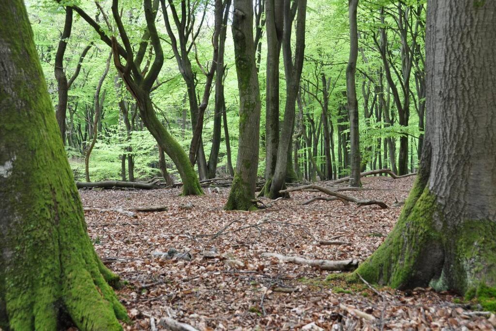Op Boszicht Genieten Van De Rust & Natuur Putten Exterior photo